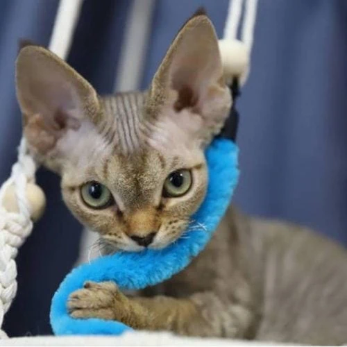 Devon Rex