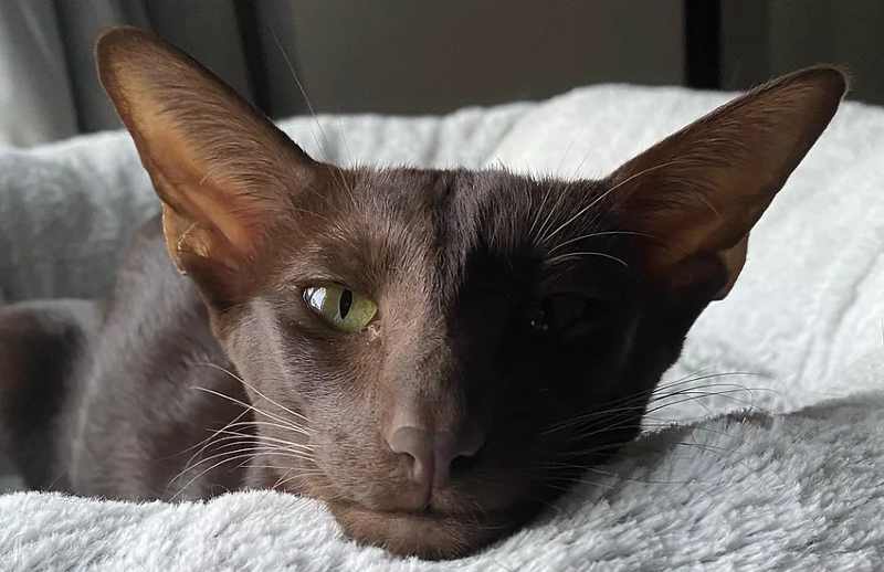 gato oriental adulto de color chocolate llamado Cosmina