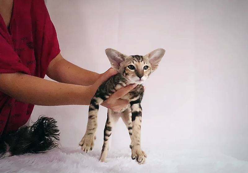 cachorro de gato oriental llamado Aurora en venta