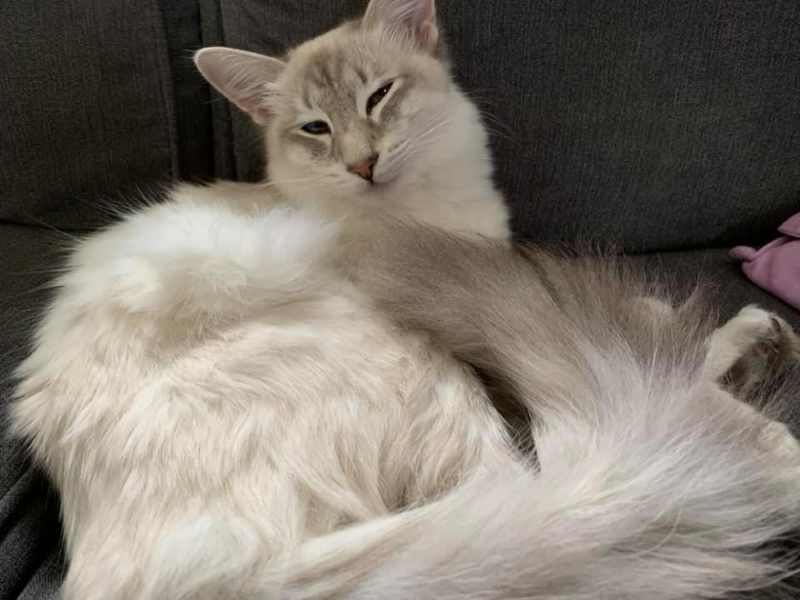 gato oriental de pelo largo llamado Lyra posando