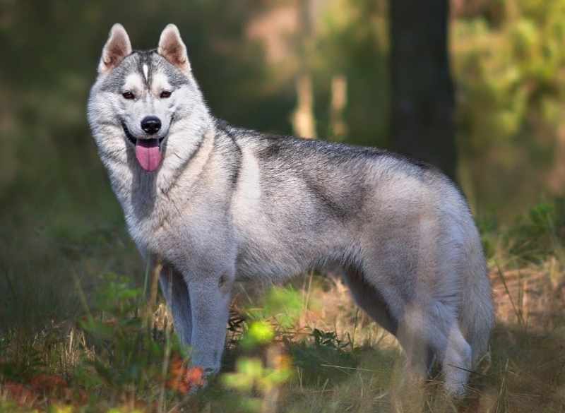 husky siberiano adulto con ojos azules y pelaje blanco y gris