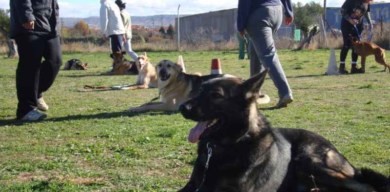 cachorro de pastor belga malinois de color leonado