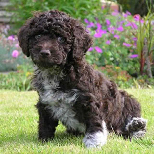 Perro de Agua Español - Petwow