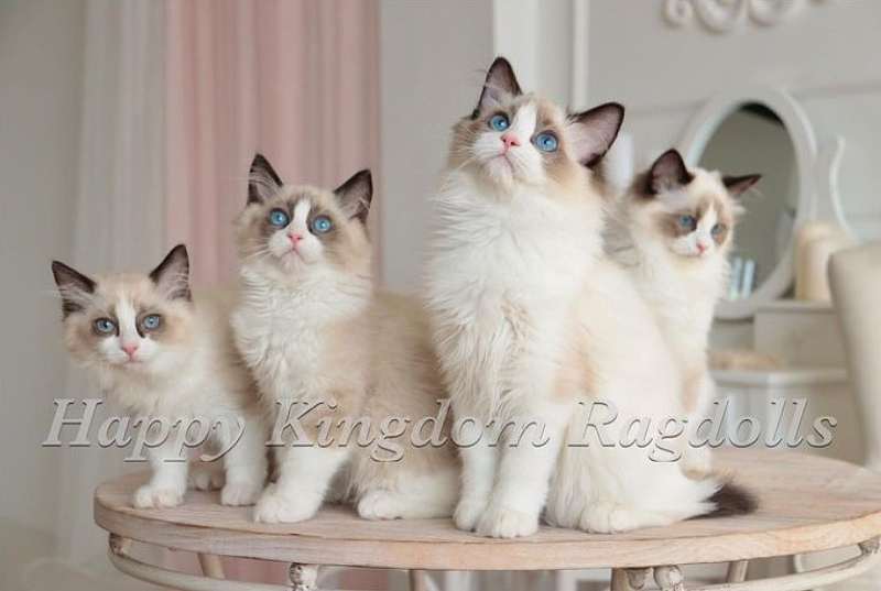 gatos ragdoll europeos de alta calidad genética