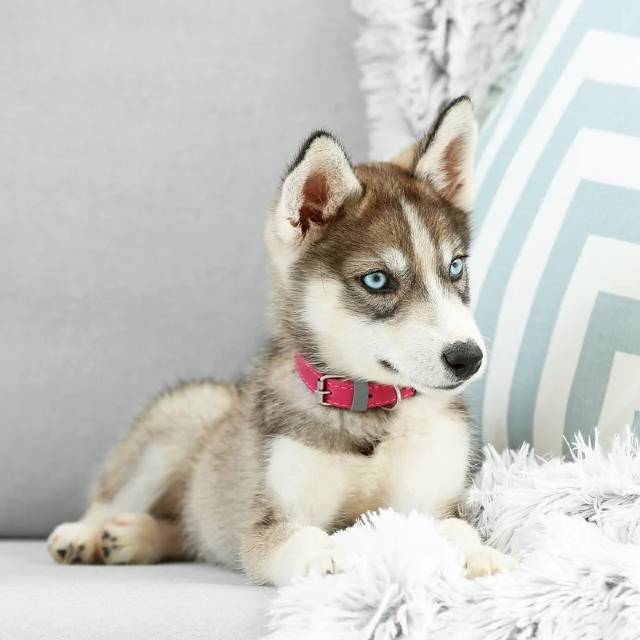Husky Siberiano - Petwow
