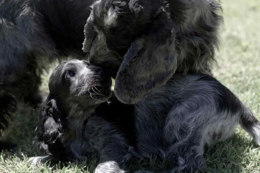 cocker spaniel inglés de pelaje ruano en criadero