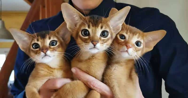 gatitos abisinios pequeños juntos