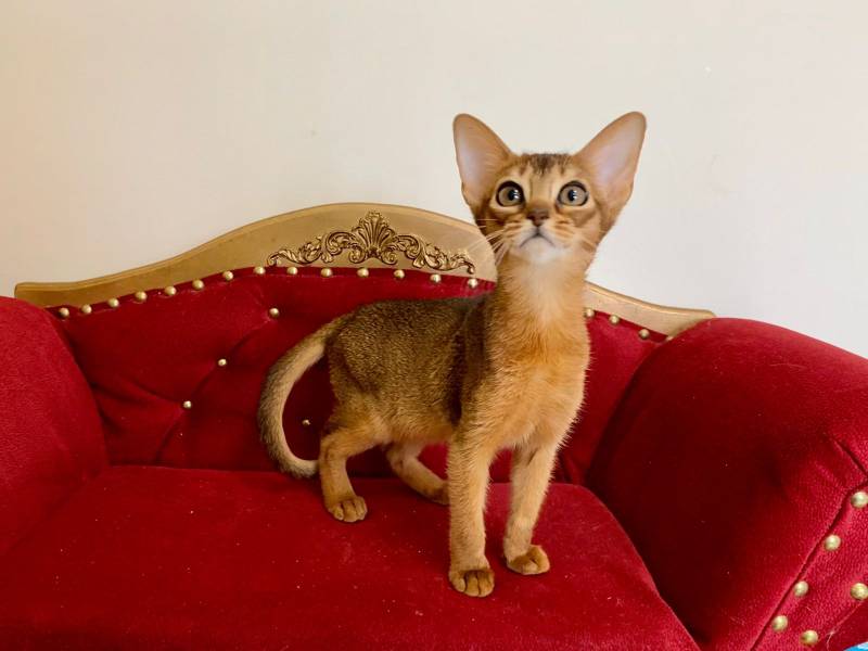 gatito abisinio joven sentado