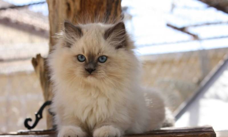 gatito ragdoll joven de ojos azules en criadero