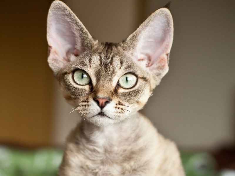 gato Devon Rex de pelaje rizado característico de la raza