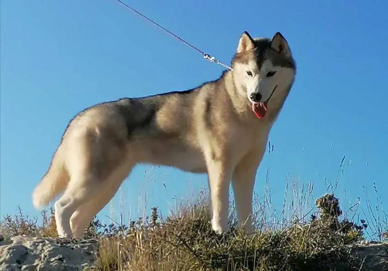 husky siberiano campeona de España posando para exhibición