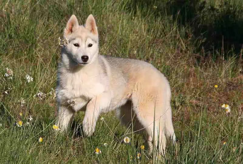 husky siberiano joven con pelaje denso y orejas erguidas