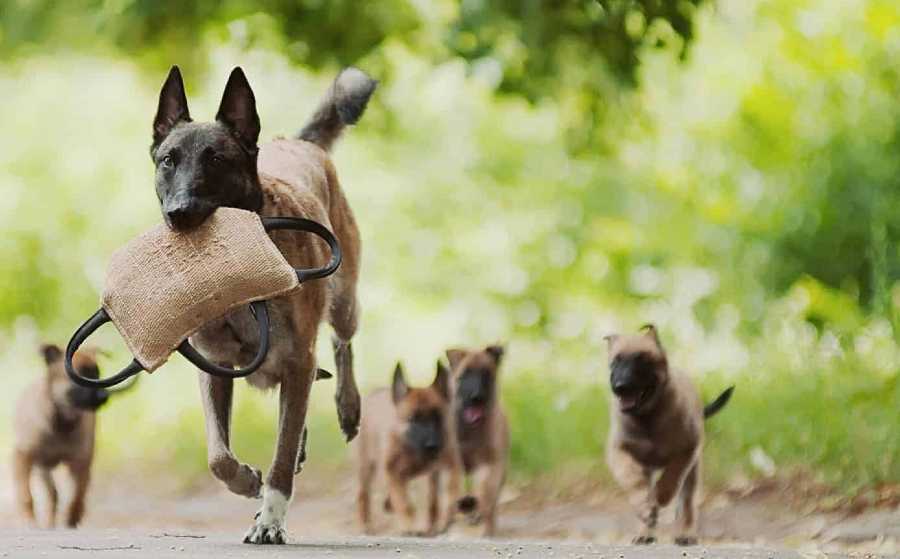 madre pastor belga con sus cachorros recién nacidos