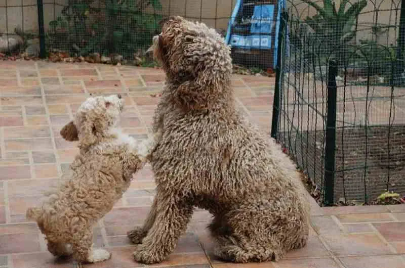 familia de perros de agua español con cachorros