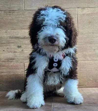 perro de agua español marrón y blanco en exterior