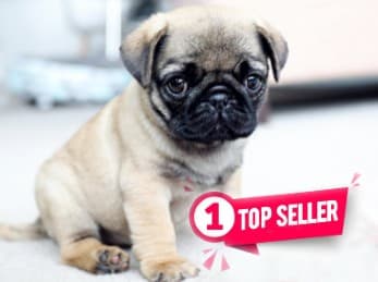 cachorro de carlino pequeño de color beige sentado