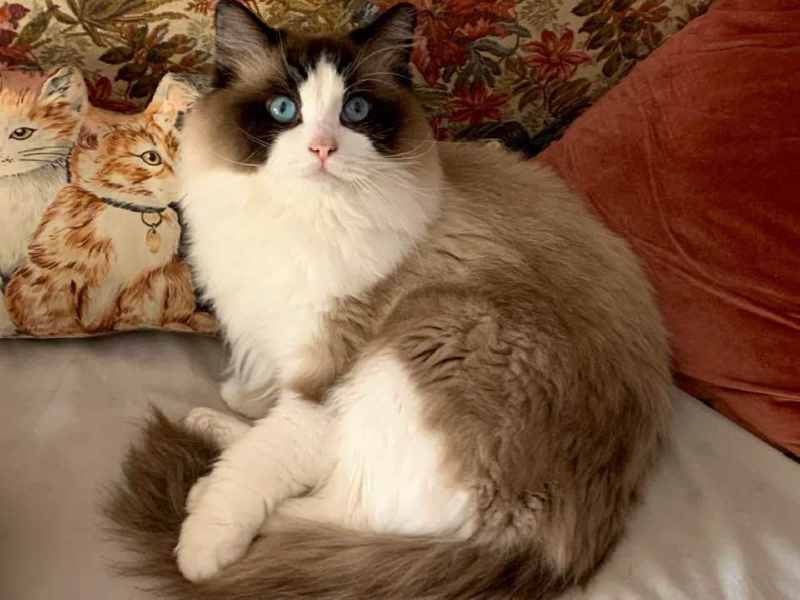 gato ragdoll macho de pelaje bicolor en interior