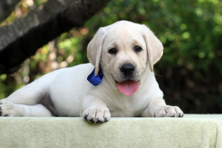 Labrador blanco - Petwow