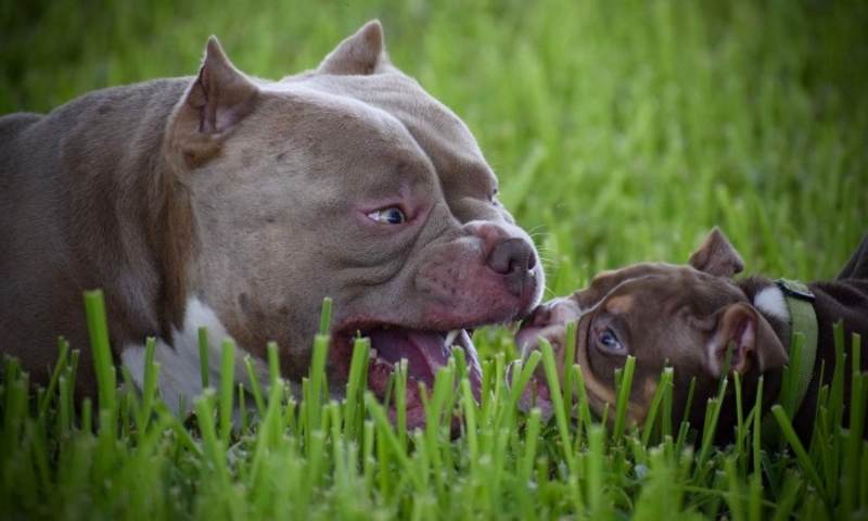 Perra American Bully con sus cachorros recién nacidos