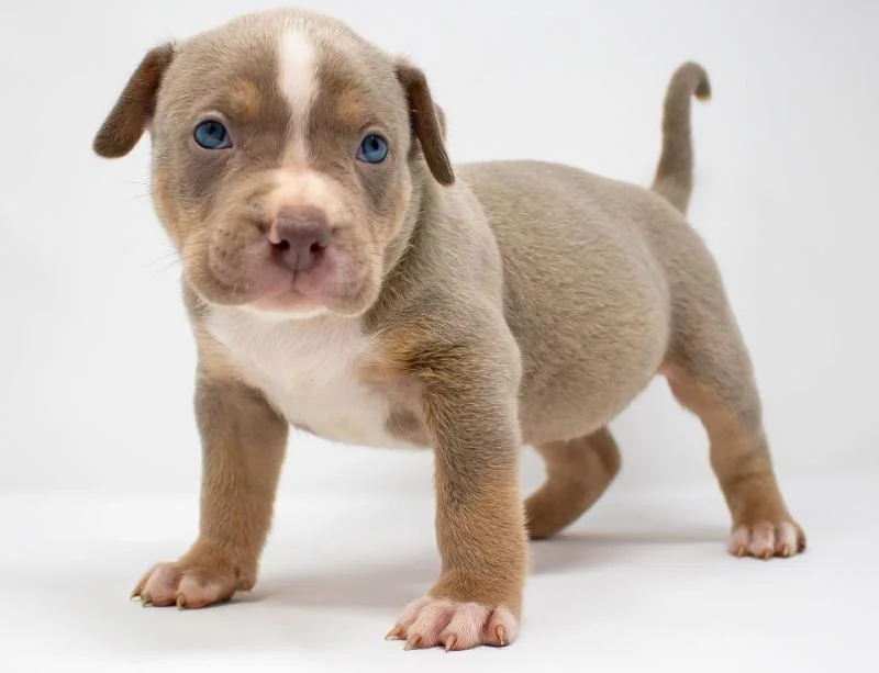 Cachorro de American Bully XL de color claro en exterior