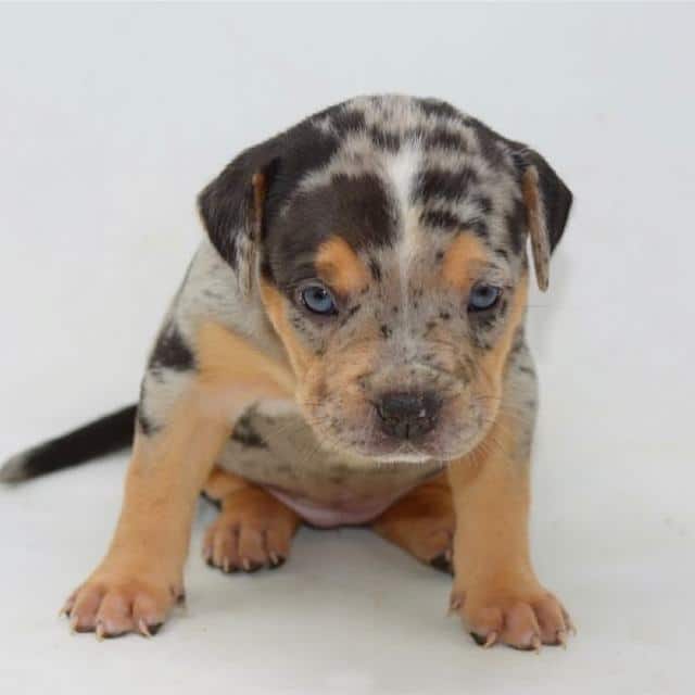 American Bully - Petwow