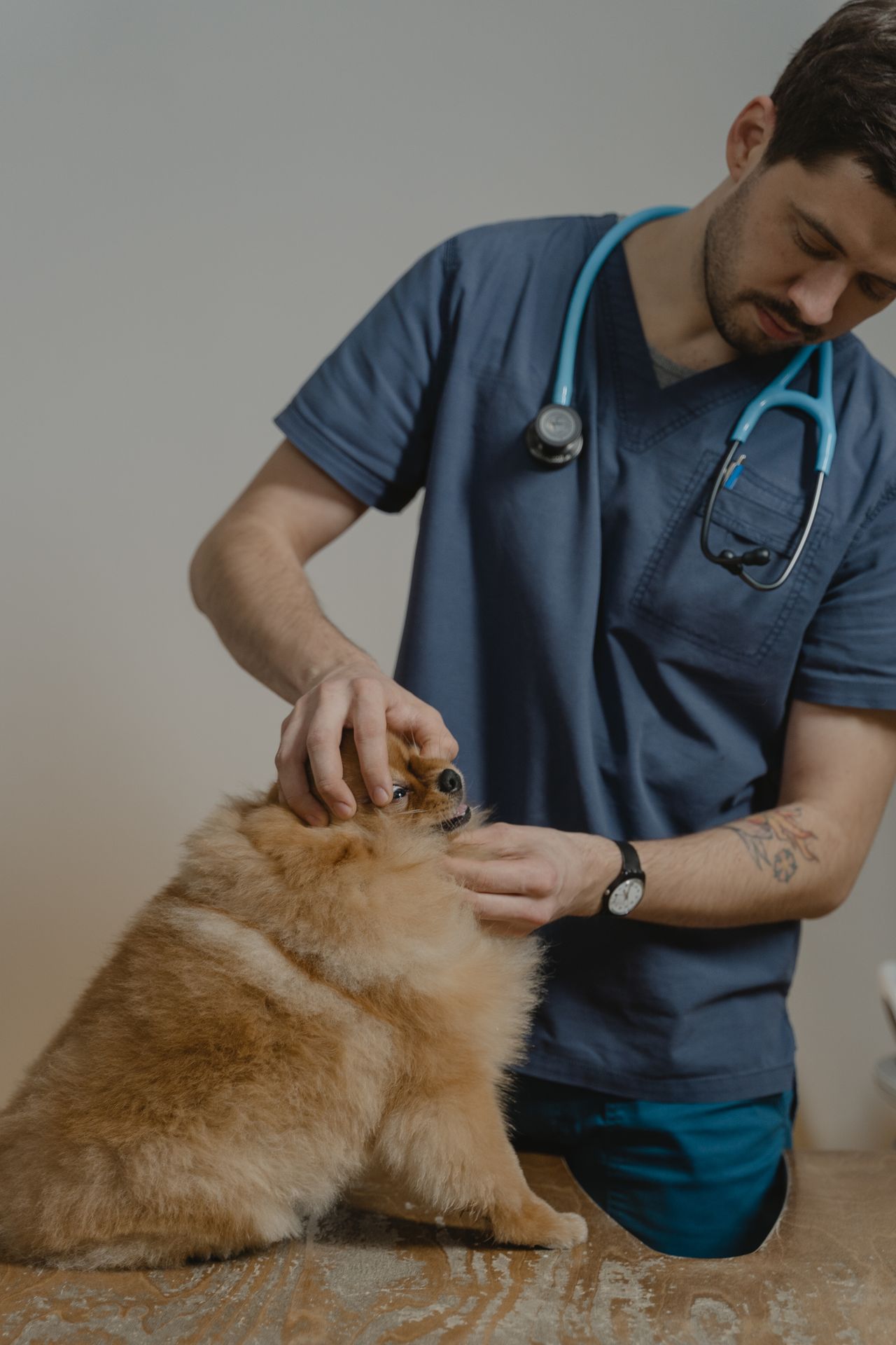 Veterinario examinando a un perro