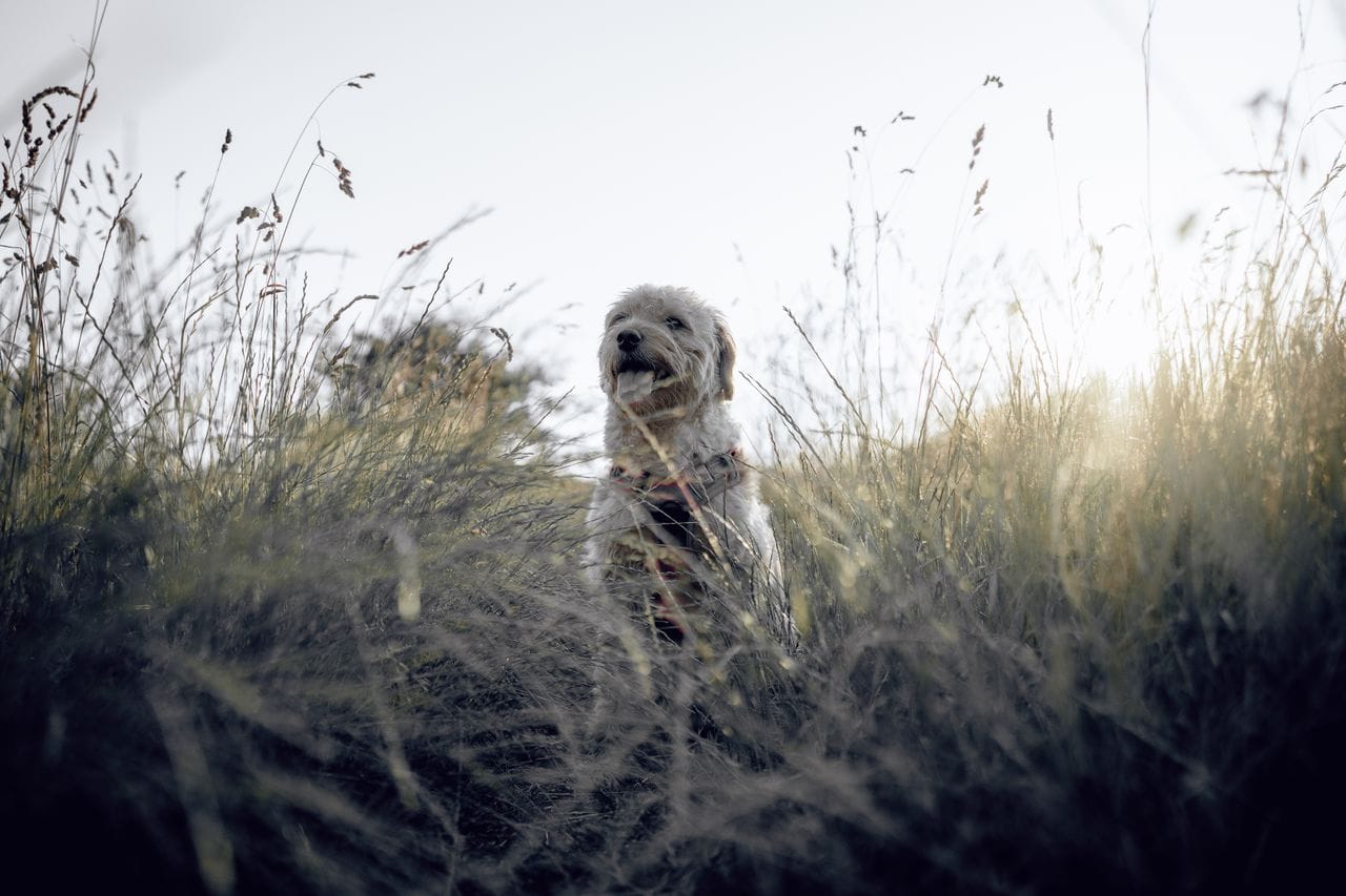 Perro entre hierba alta en un prado soleado