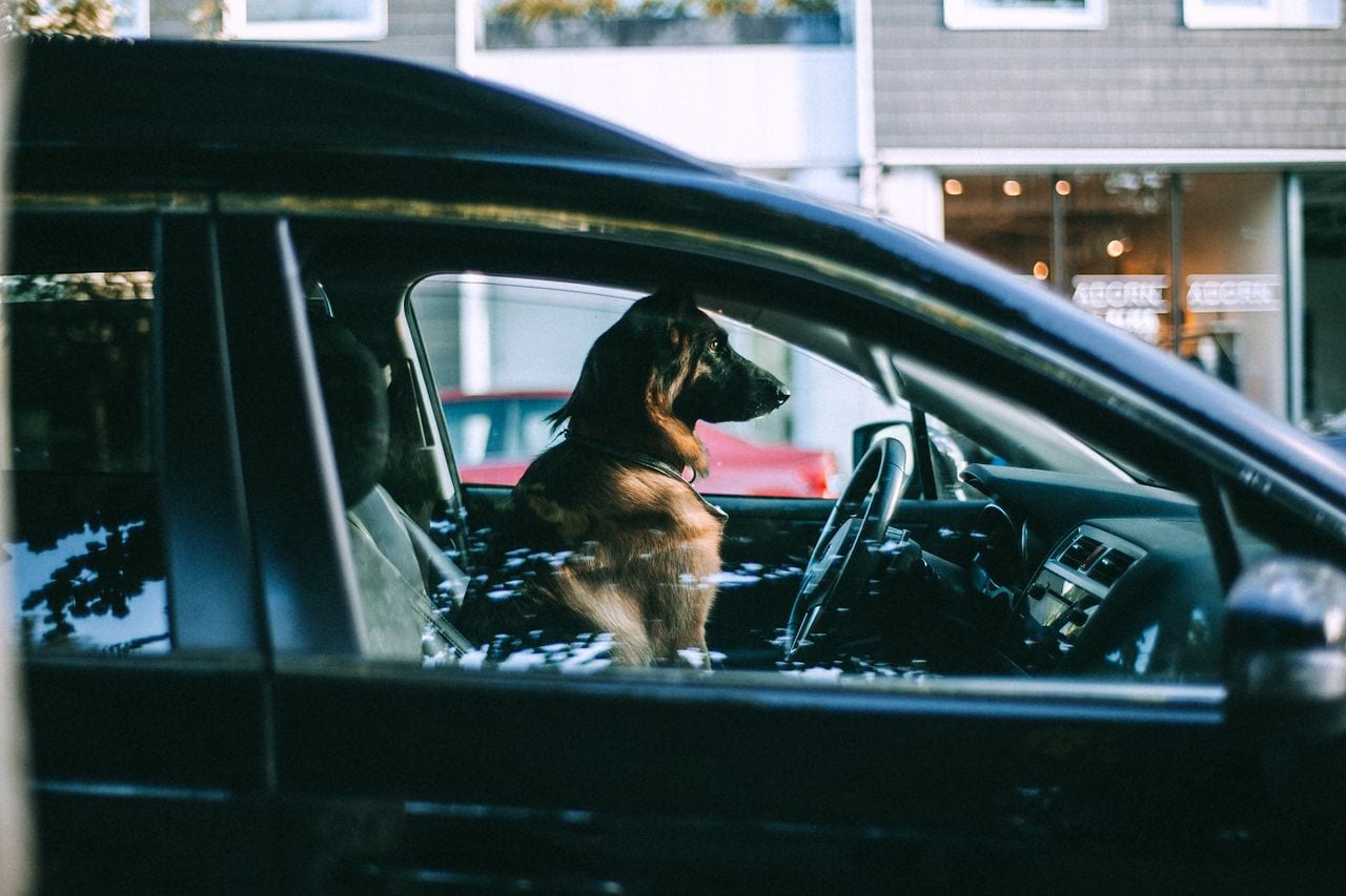 Perro grande sentado dentro de un coche