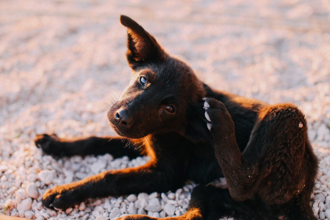 Cachorro rascándose bajo el sol