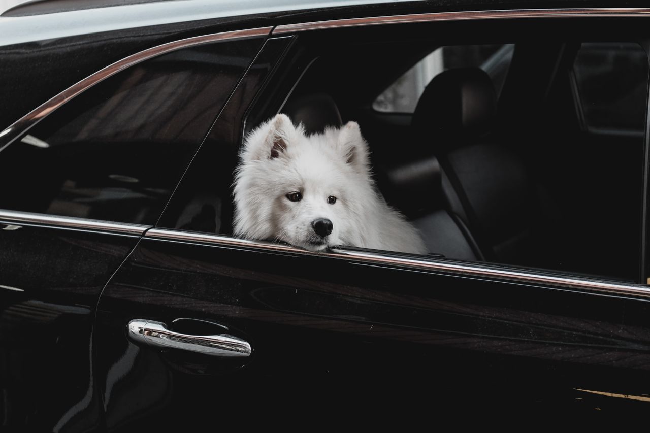 Perro asomado a la ventanilla del coche de viaje