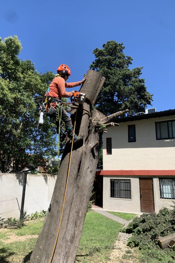 podaspro Tala de arbol