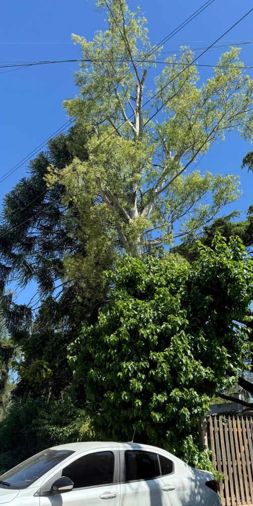 Poda de arbol en altura