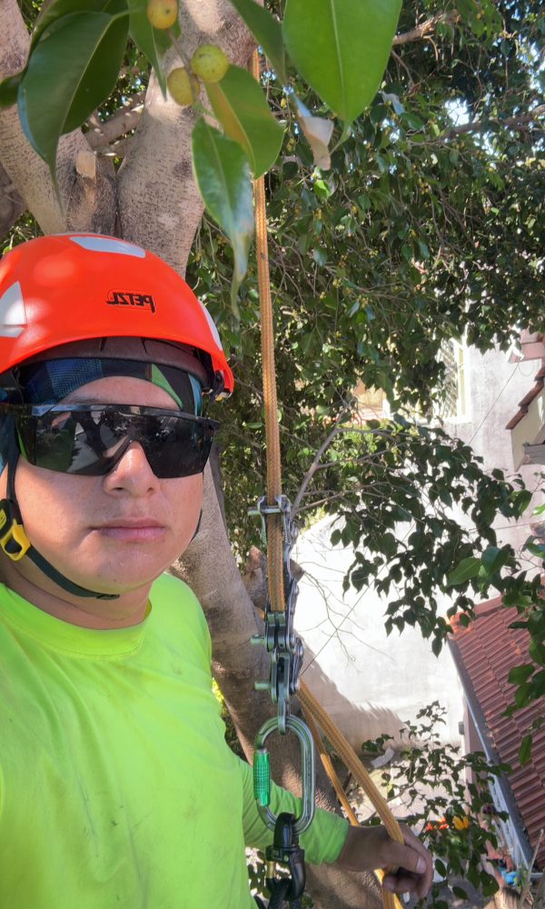 Podador profesionar de la empresa podas pro