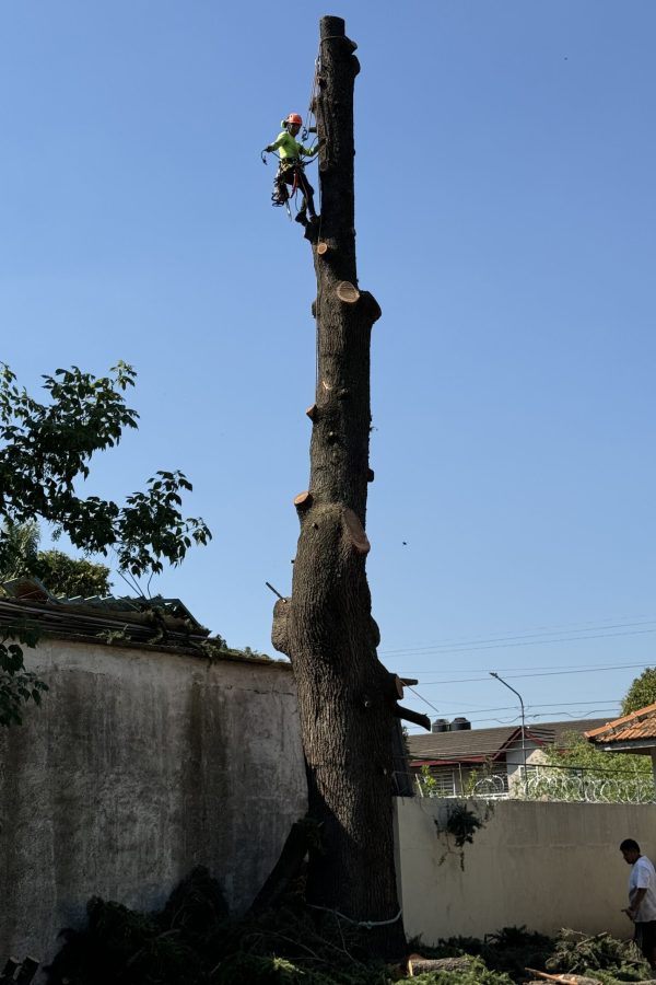 tala de arbol