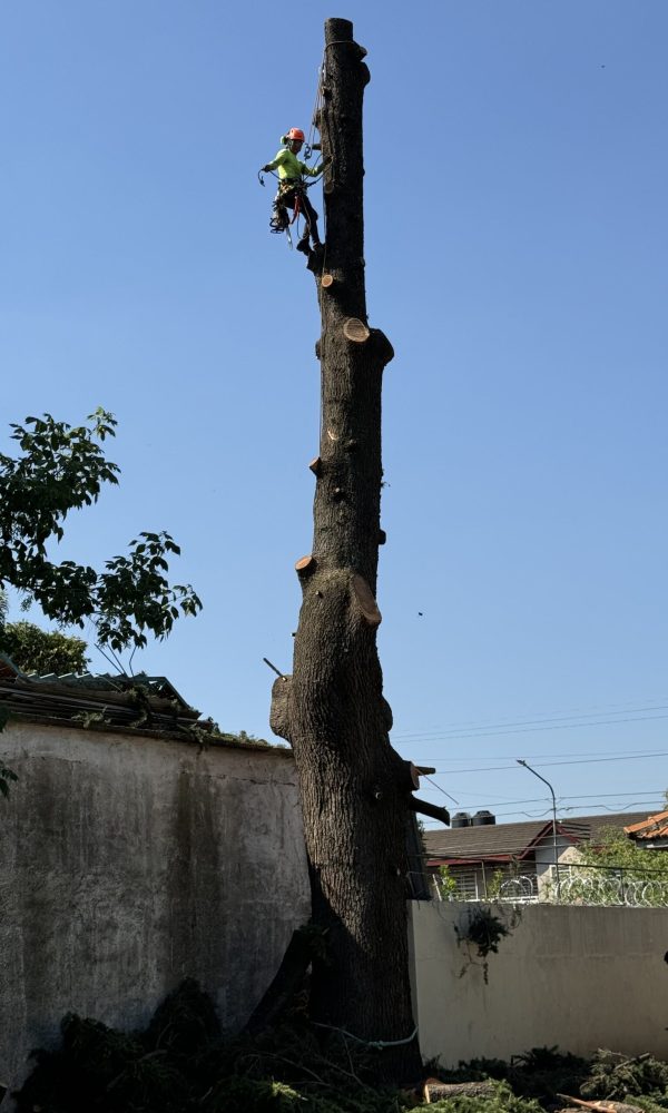 tala de arbol