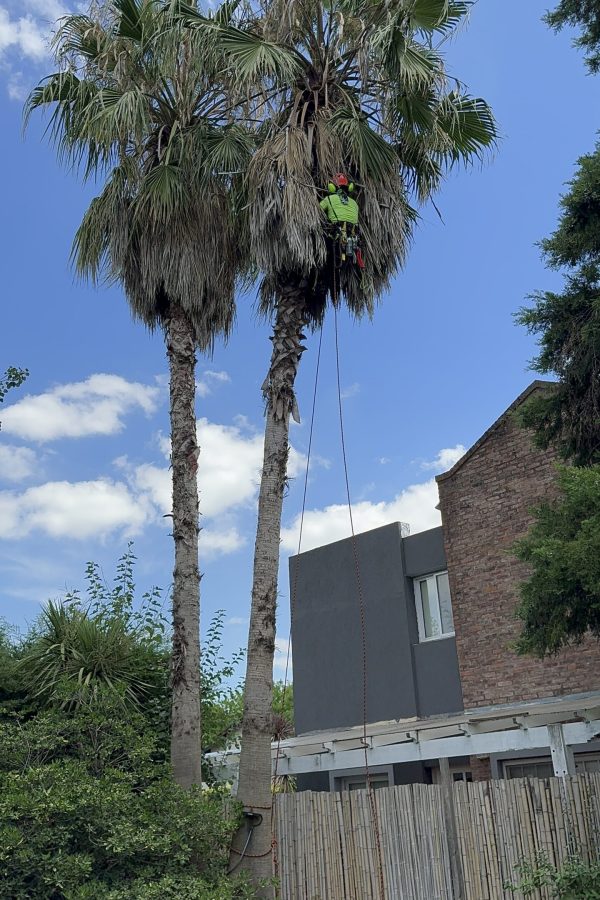 Limpieza dde palmera