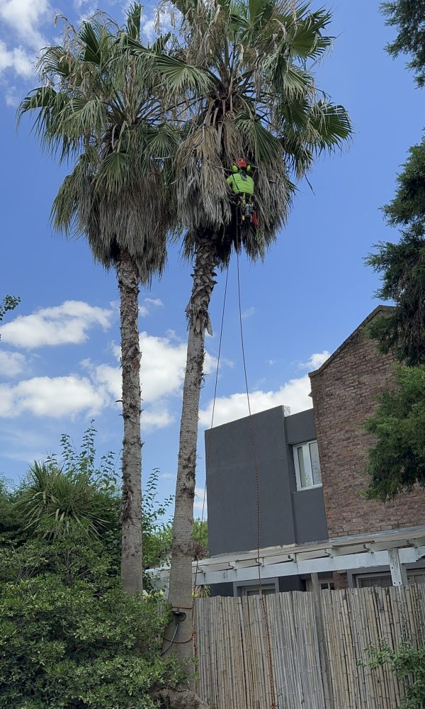 Limpieza dde palmera