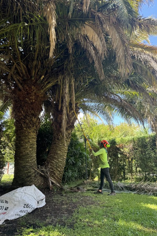 Limpieza de palmera