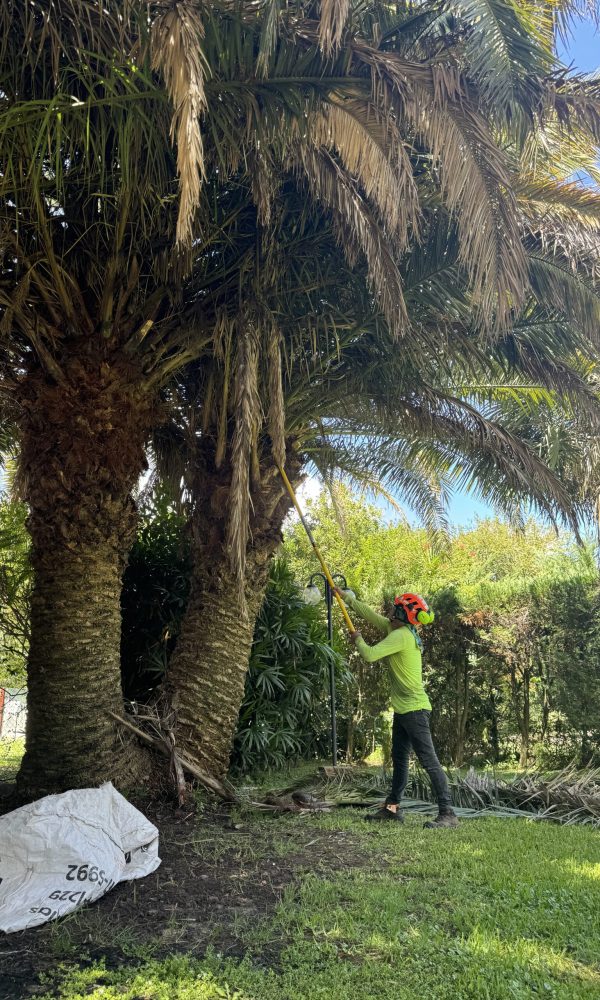 Limpieza de palmera
