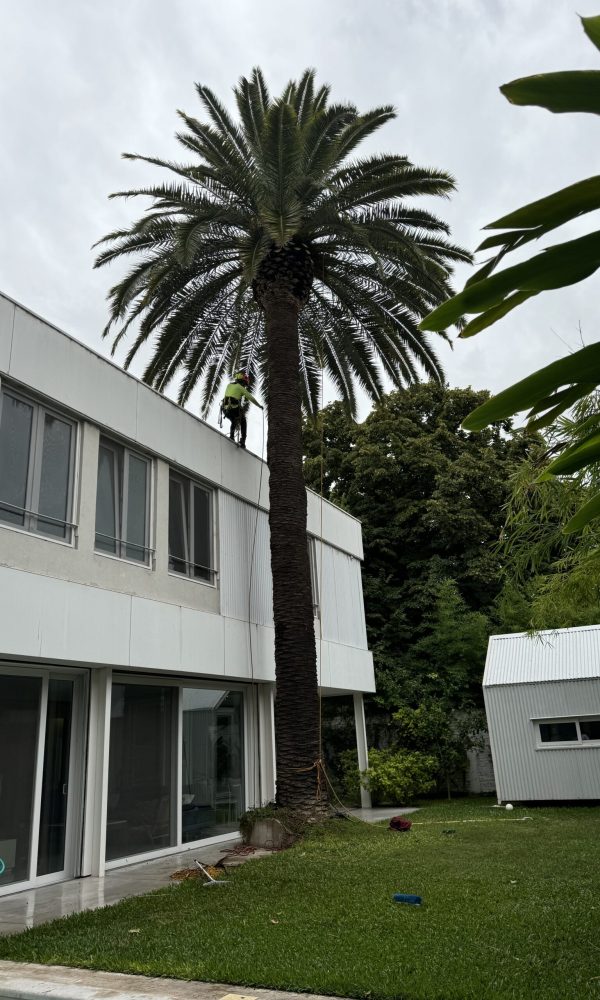 Poda de palmeras
