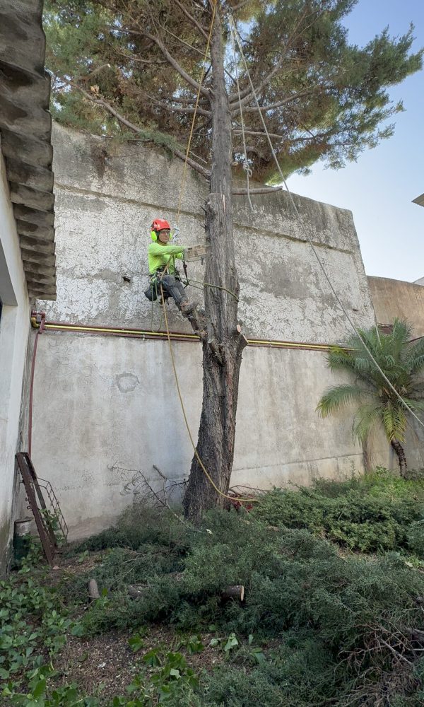 Poda de arbol