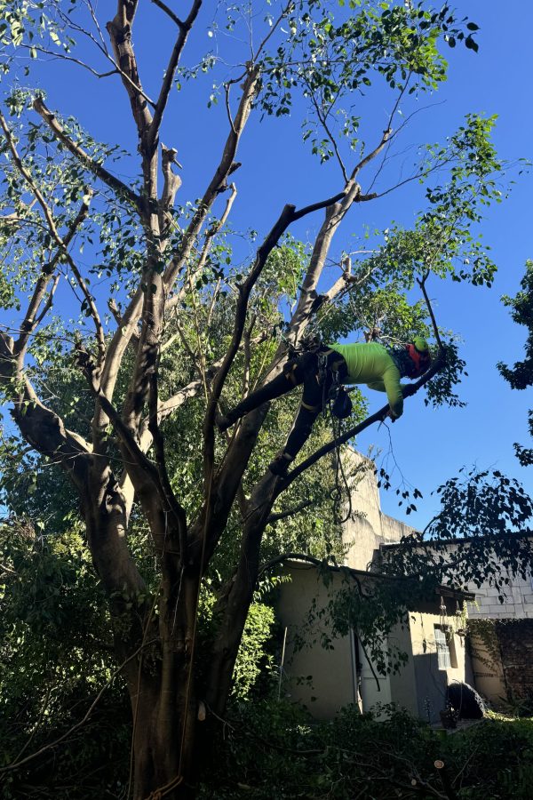 Realizando la reduccion de altura de un arbol