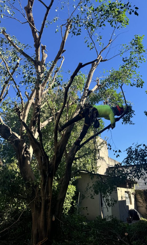 Realizando la reduccion de altura de un arbol
