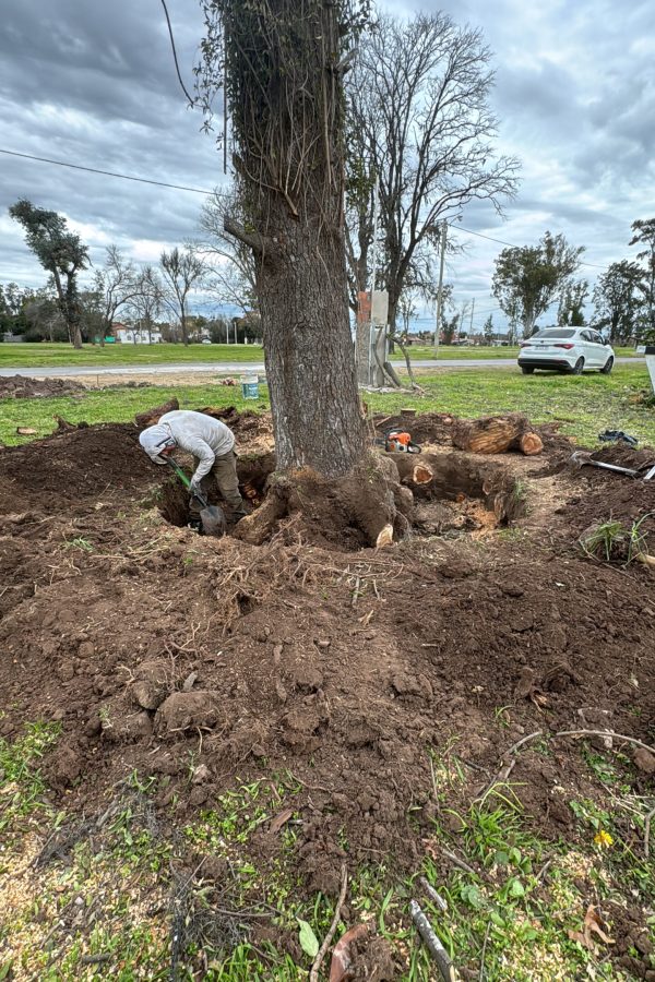 tala y extraccion de arbol con raiz