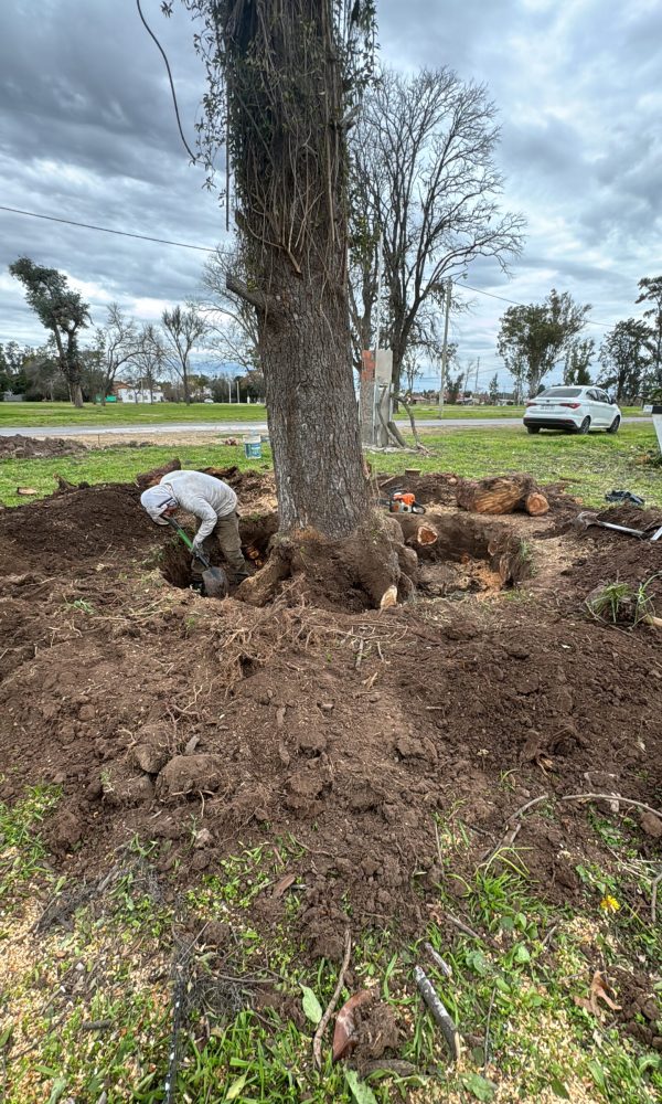 tala y extraccion de arbol con raiz