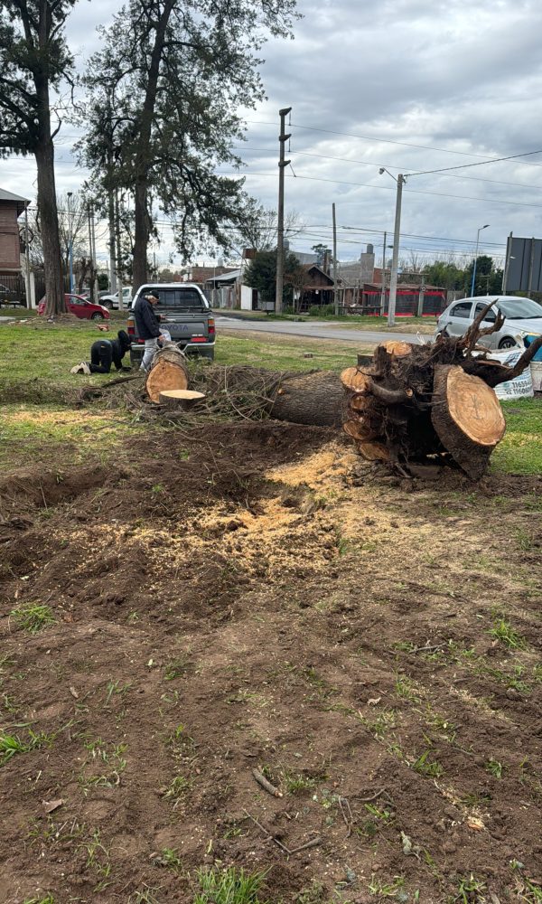 Limpieza despues de la extraccion del arbol