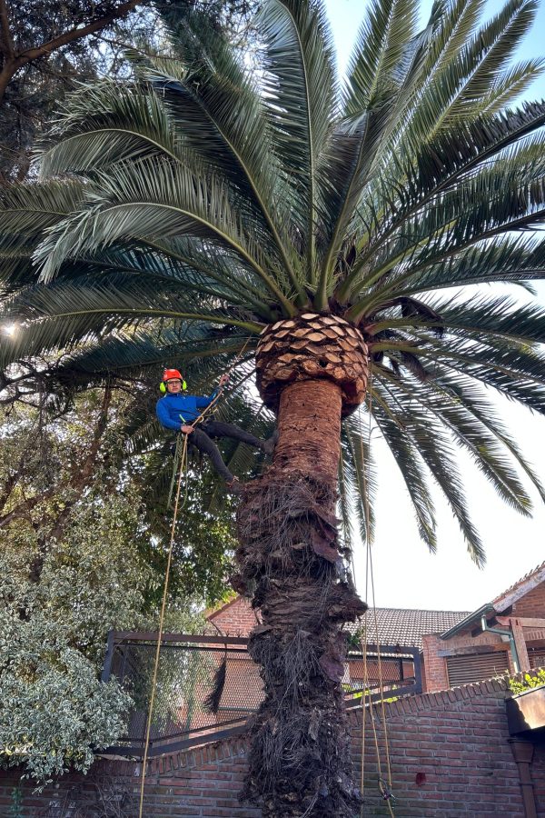 Limpieza o poda de palmera