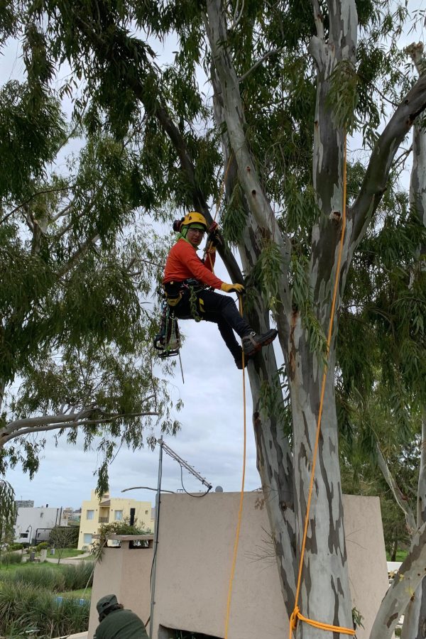 Poda de arbol en altura provincia