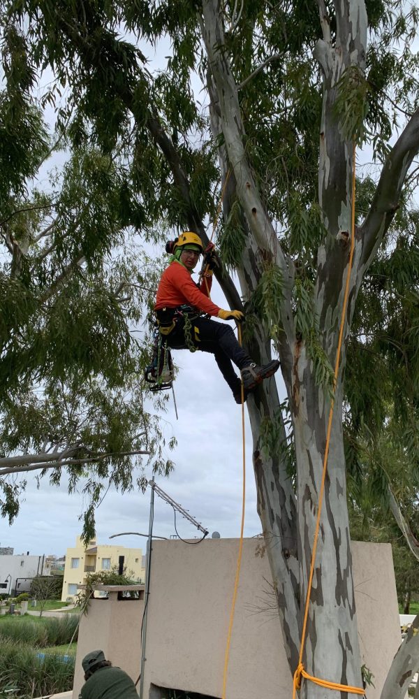 Poda de arbol en altura provincia