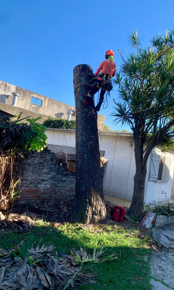 Tala de arbol en altura